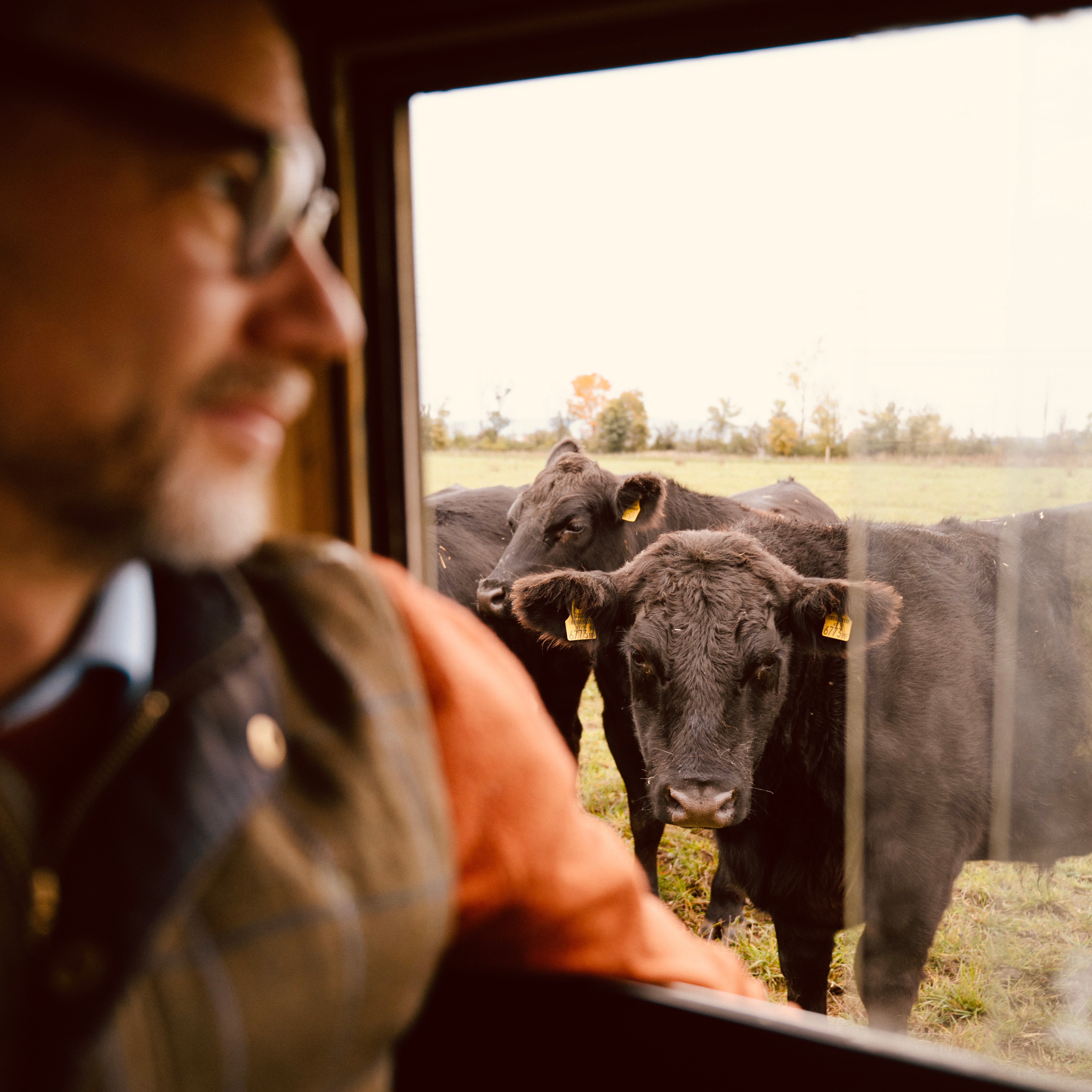 Angus Rind auf der Weide