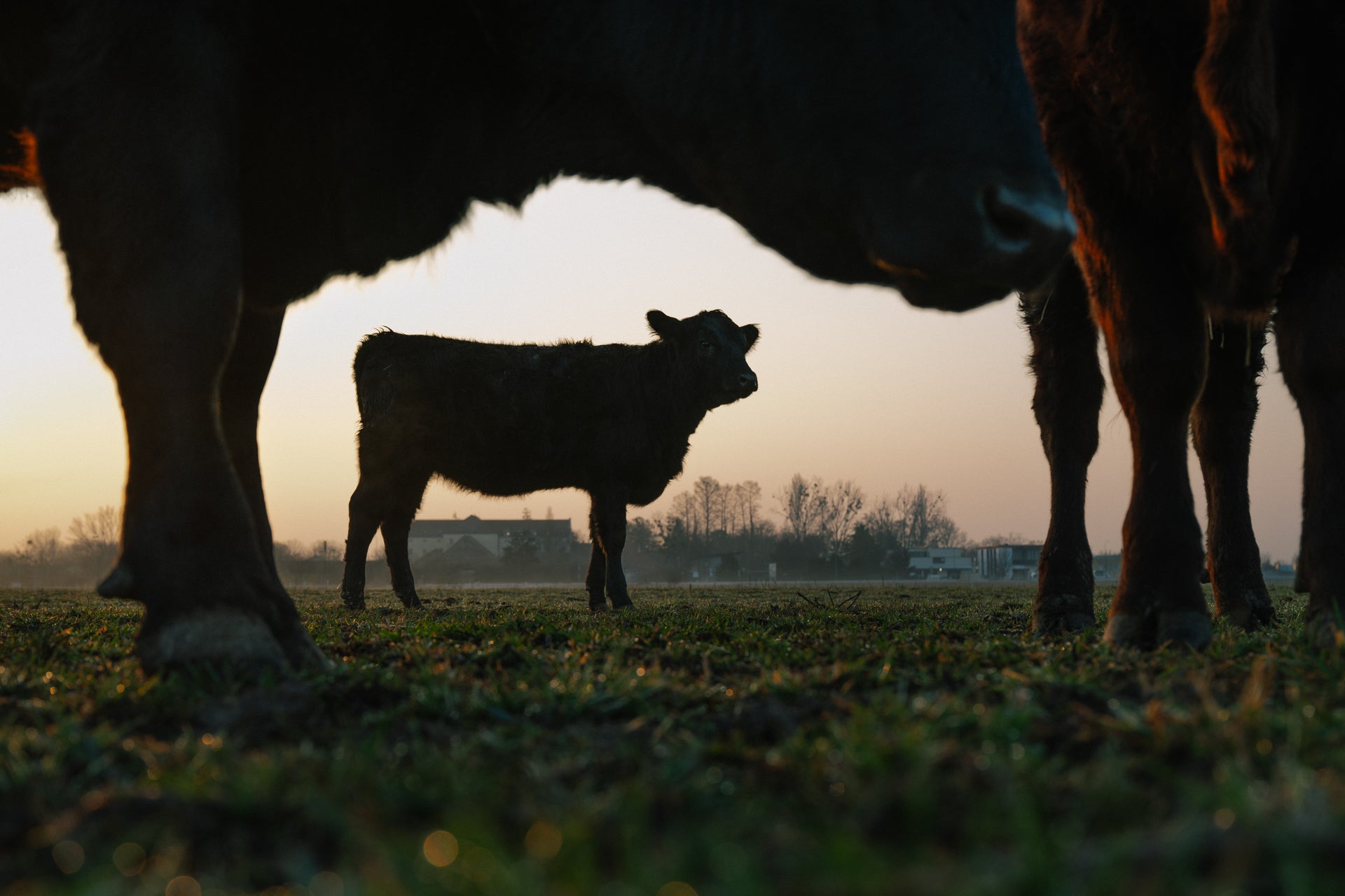 Angus Rind auf der Weide