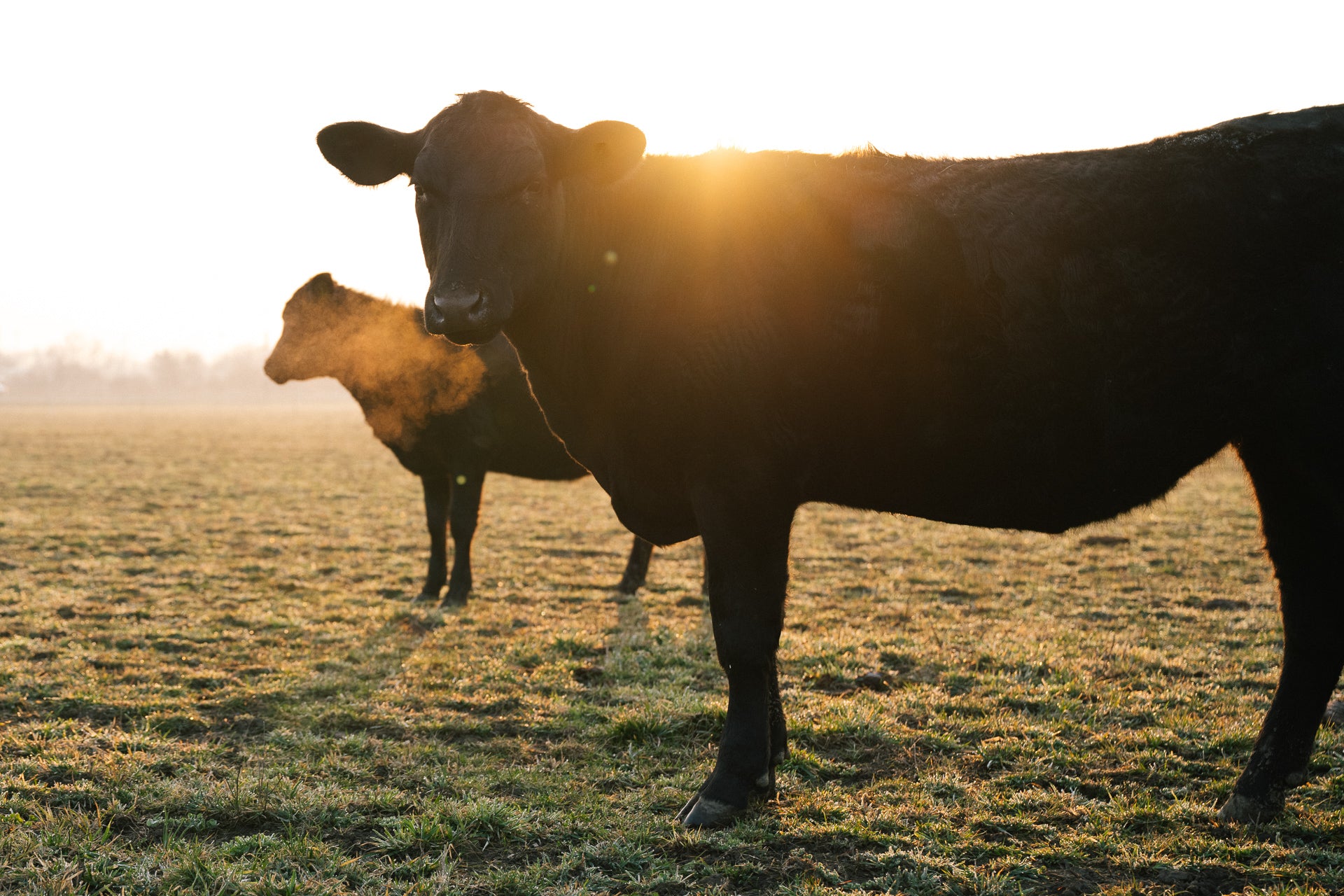 Angus Rind auf der Weide