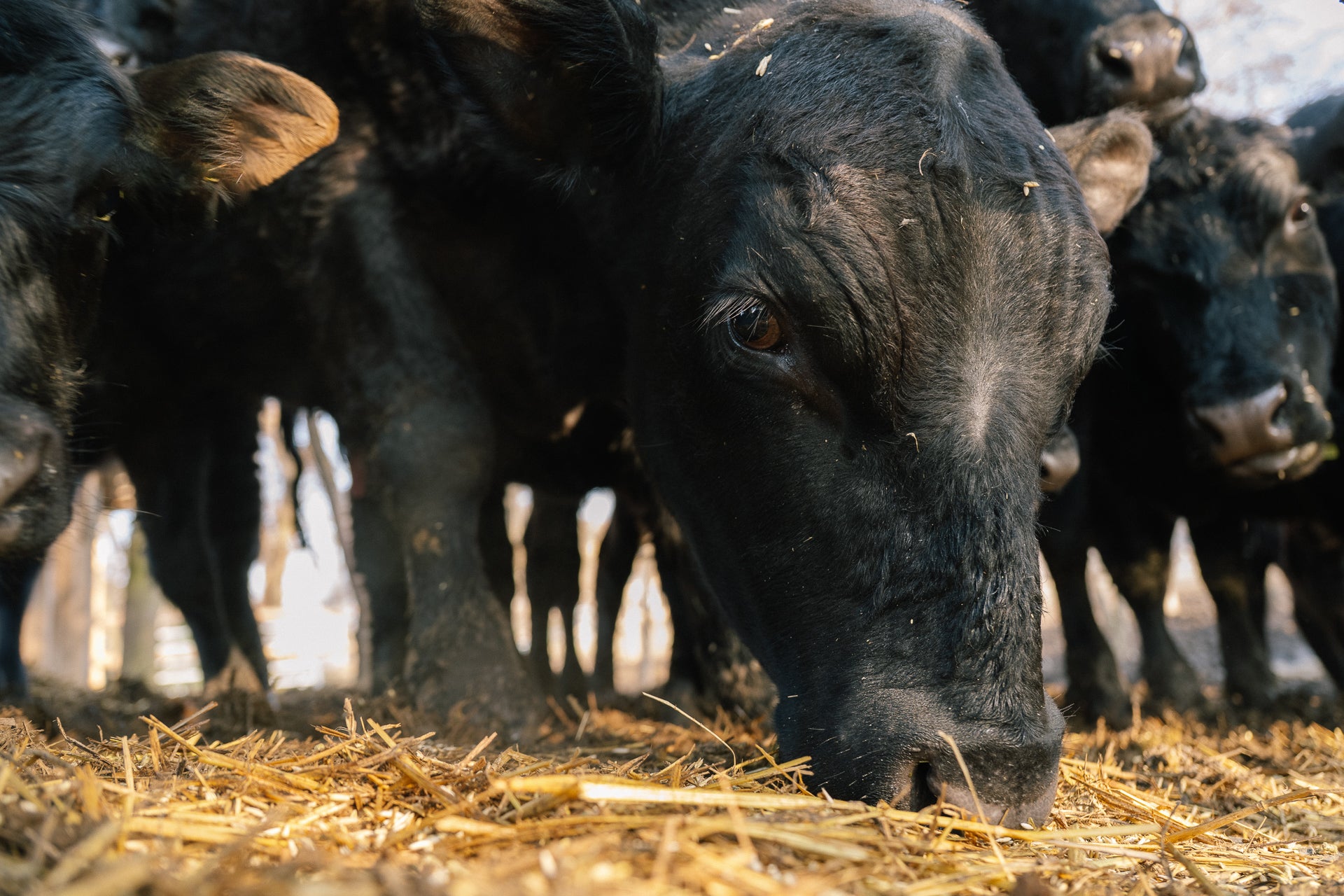 Angus Rind auf der Weide